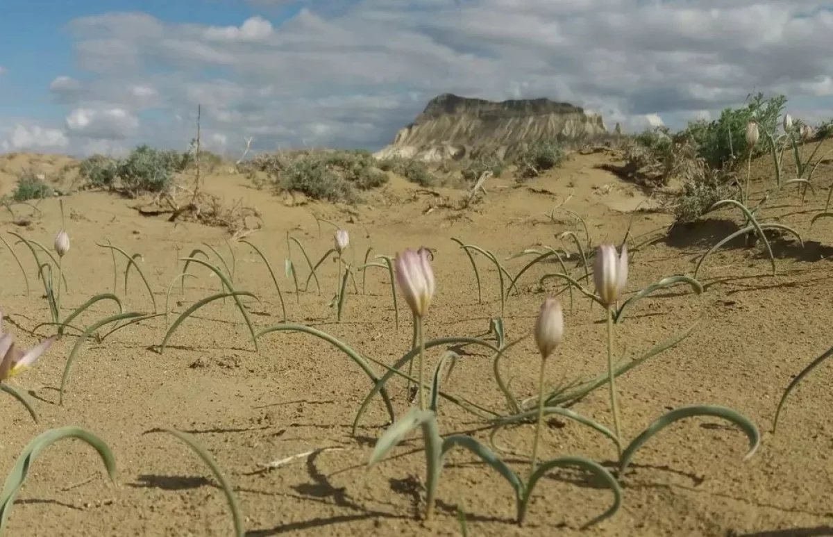 Фото Малика Нурусбекова