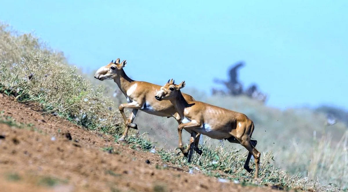 Фото из доступных источников