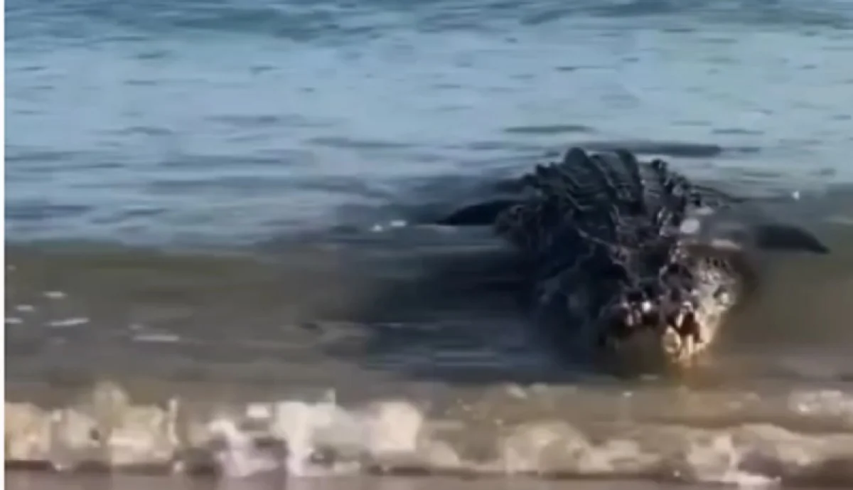 Кадр с видеоролика