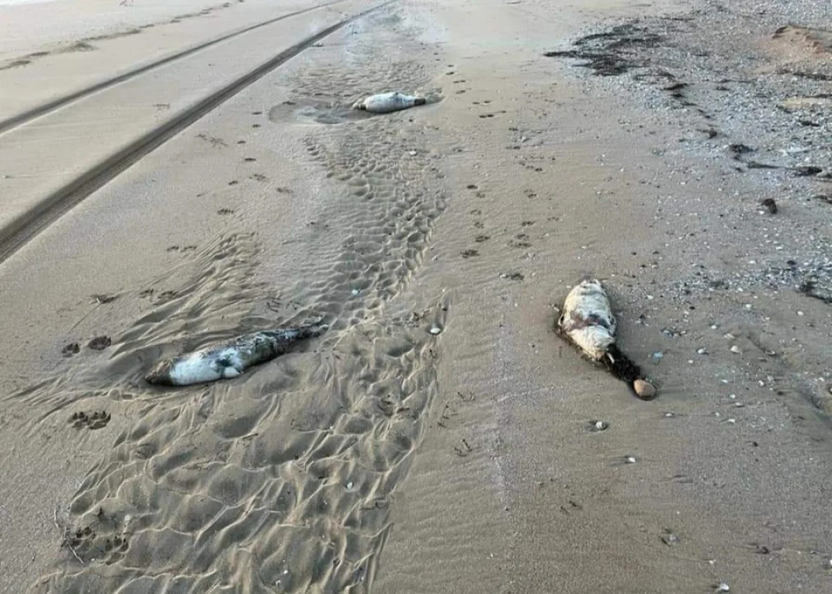 Фото с места происшествия