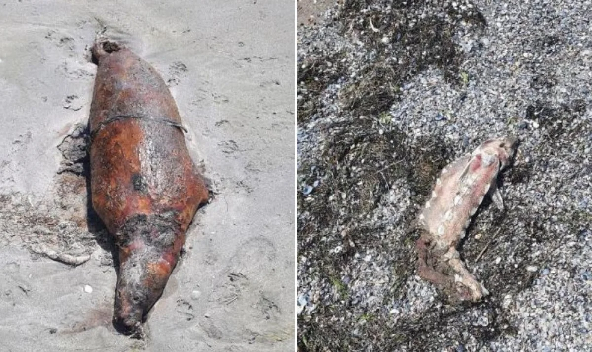 Фото предоставили в министерстве экологии