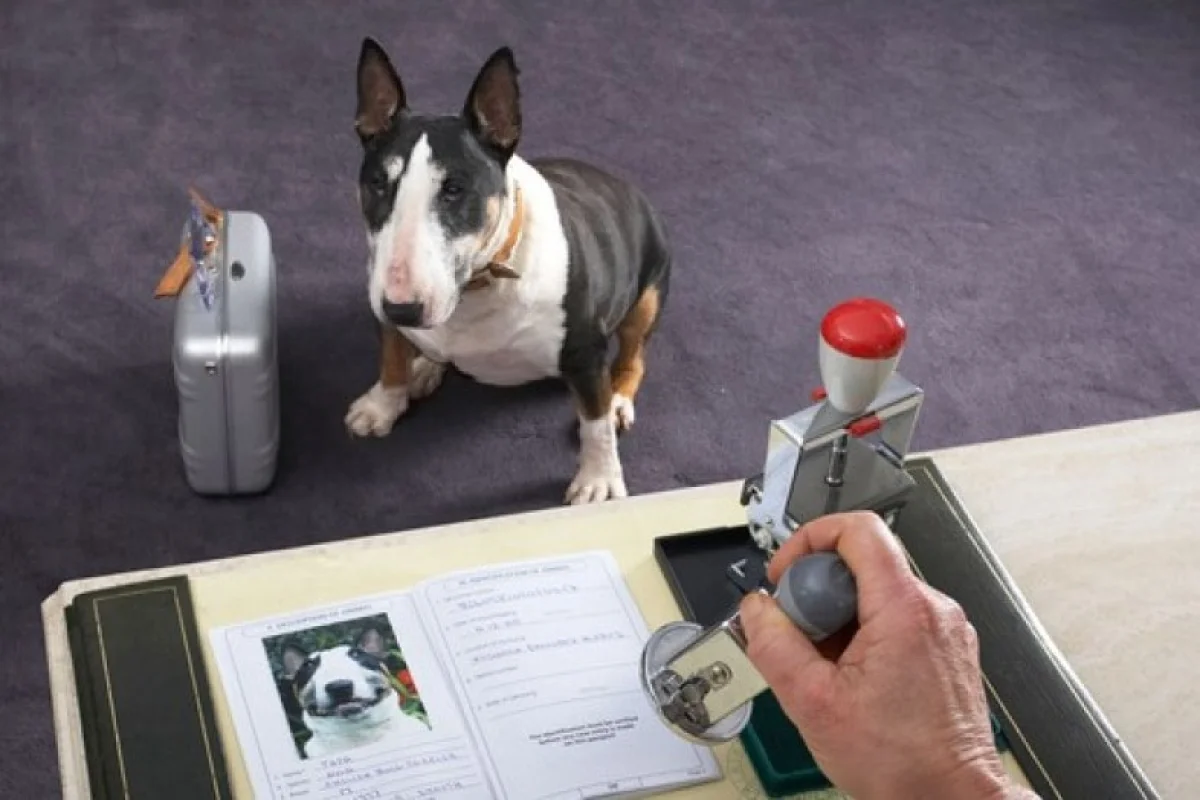 Иллюстративное фото