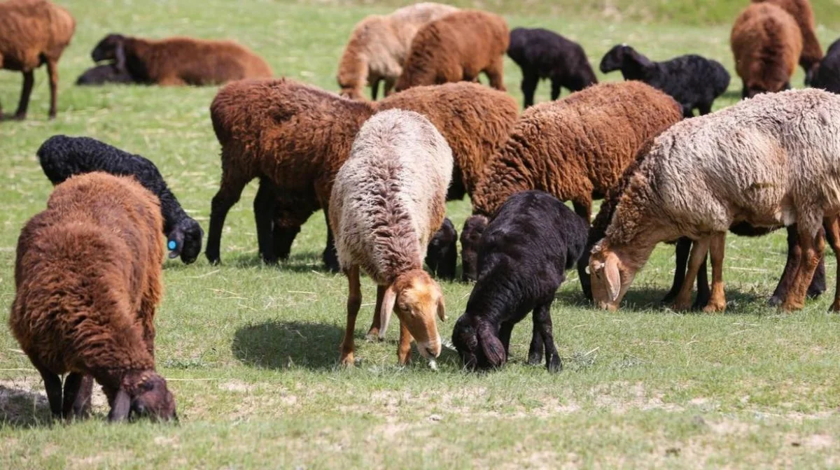 Иллюстративное фото