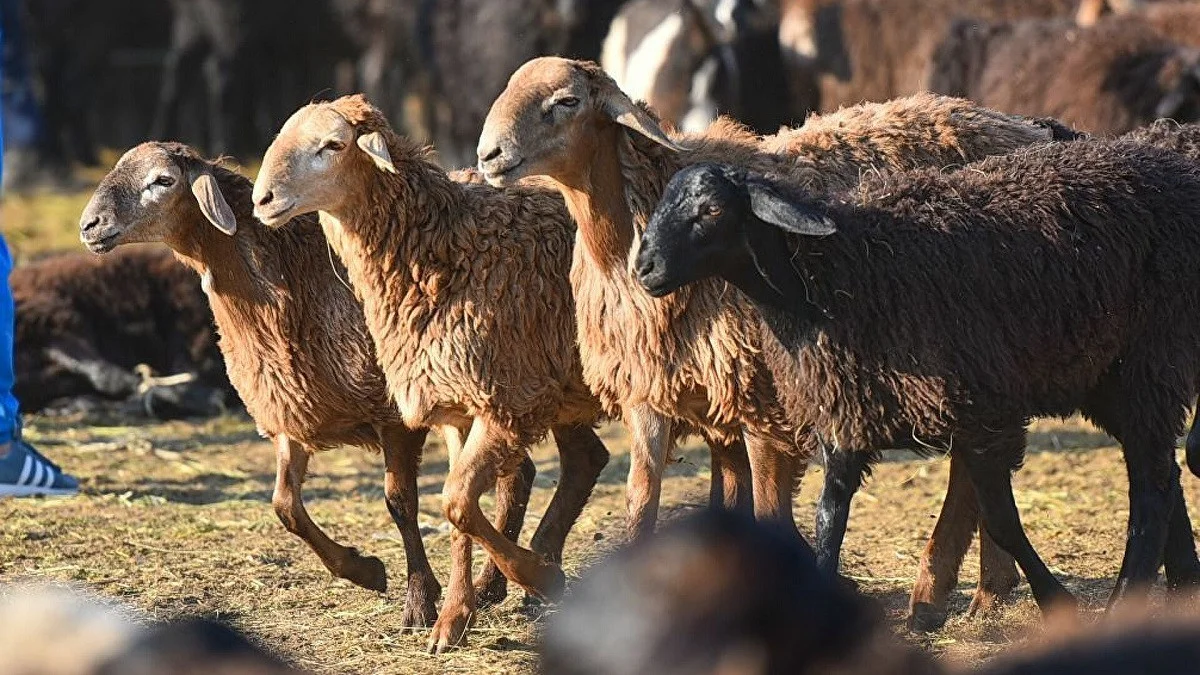Иллюстративное фото из архива lada.kz
