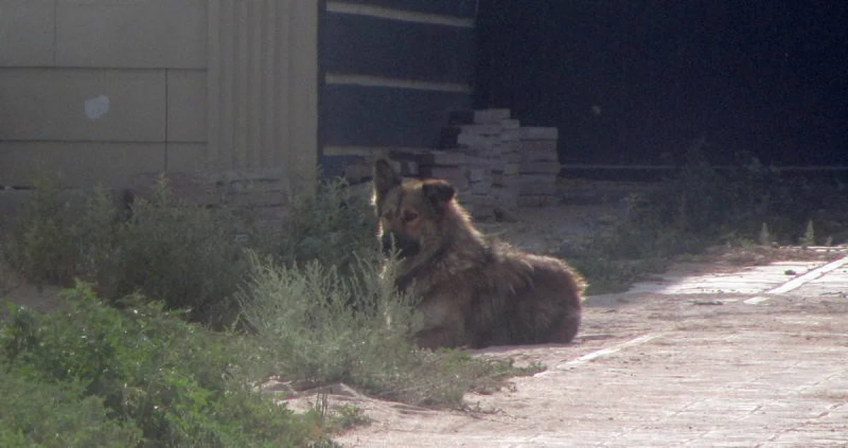 Фото жительницы 1 микрорайона Елены