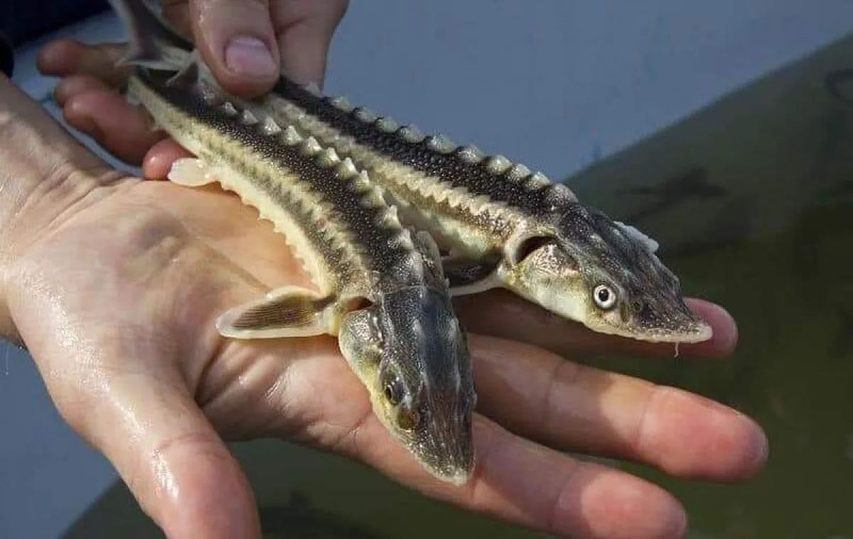 Фото предоставли в ЦОК Мангистауской области