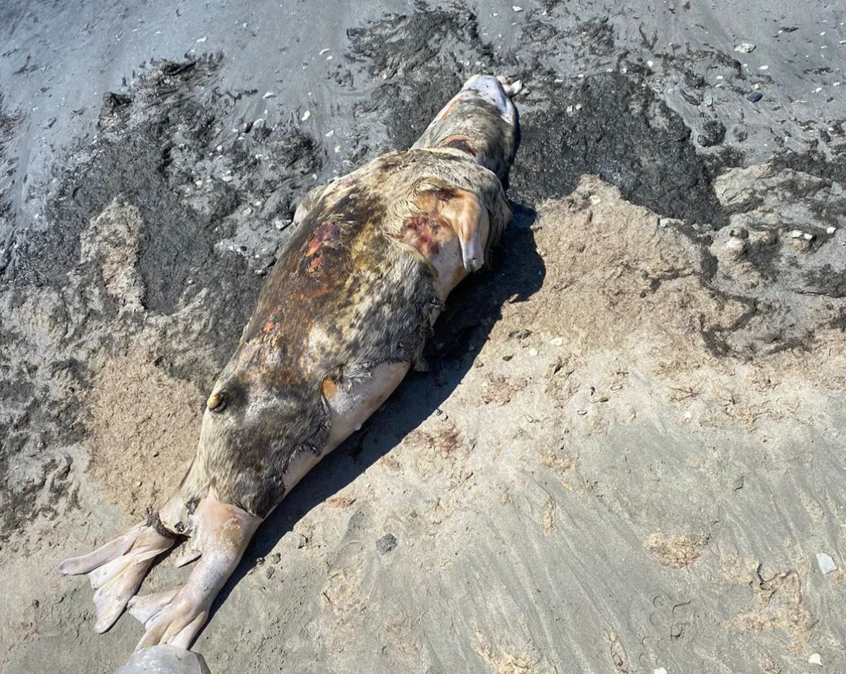 фото очевидцев