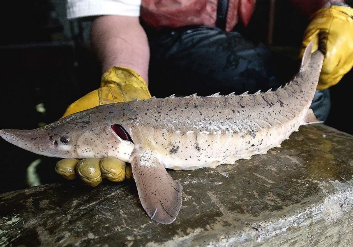 Фото из доступных источников