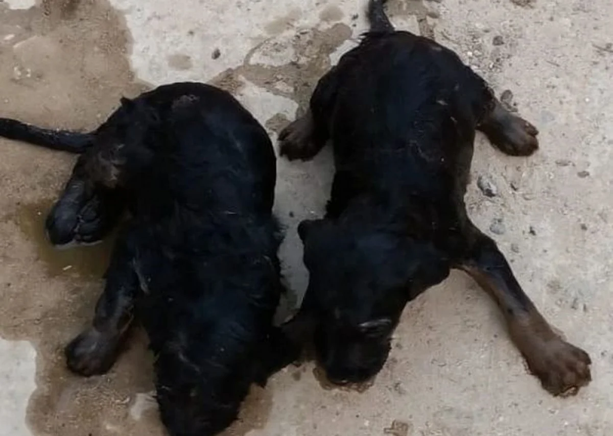 Фото предоставили в ДЧС Мангистауской области