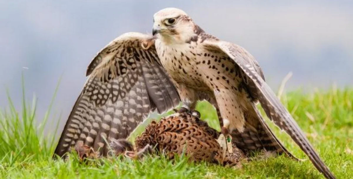 _фото из открытых источников