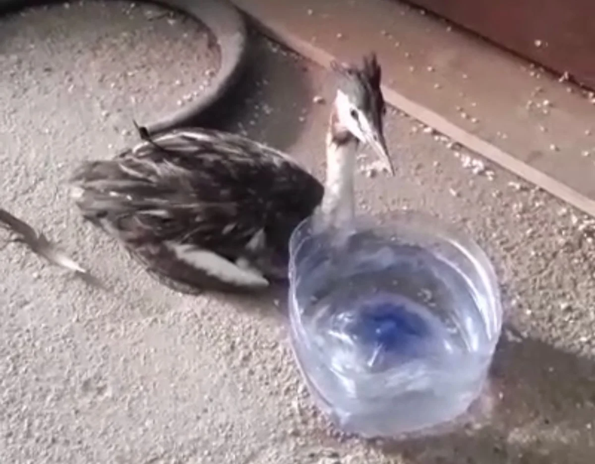 Спасенная птица