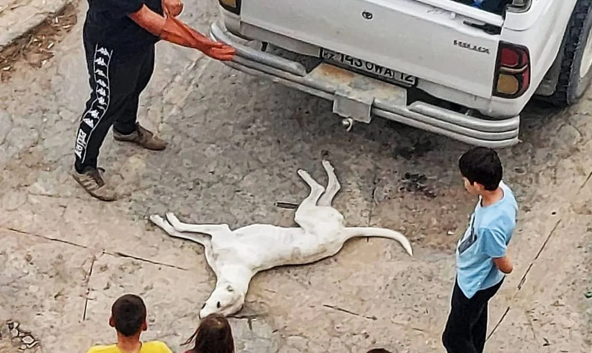 Фото жителей дома №31 в 4 микрорайоне