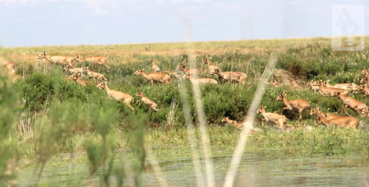 Фото из архива «АВ»