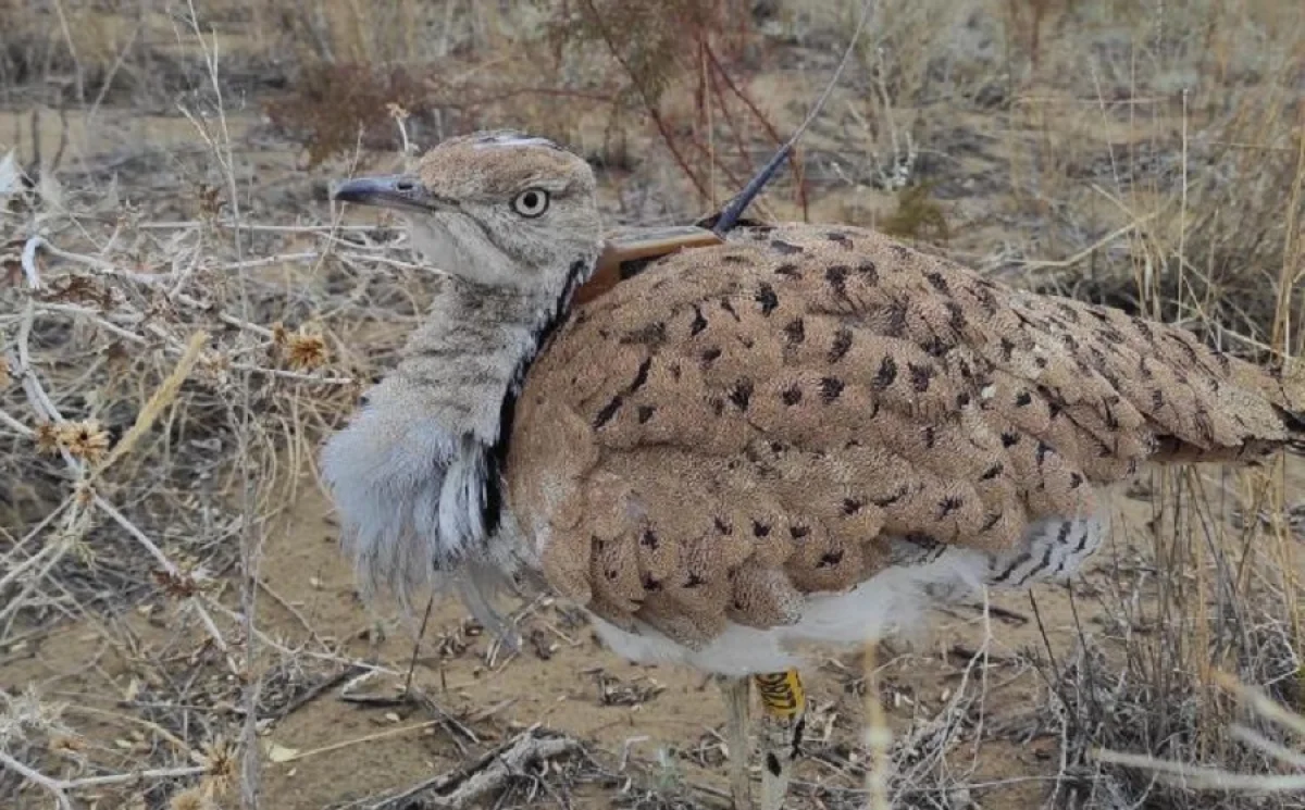 Фото с сайта министерства экологии и природных ресурсов Республики Казахстан