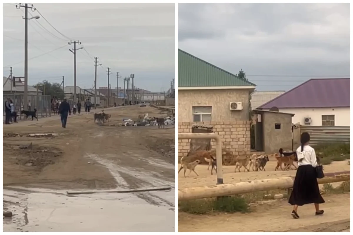 Коллаж из кадров видео