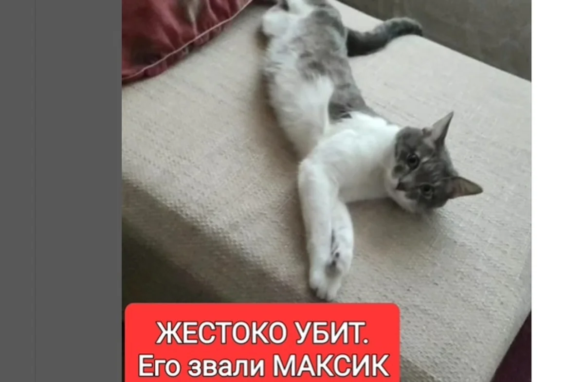 Фото зоозащитников Актау