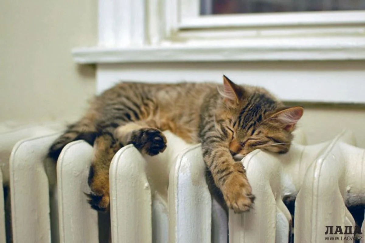 Иллюстративное фото