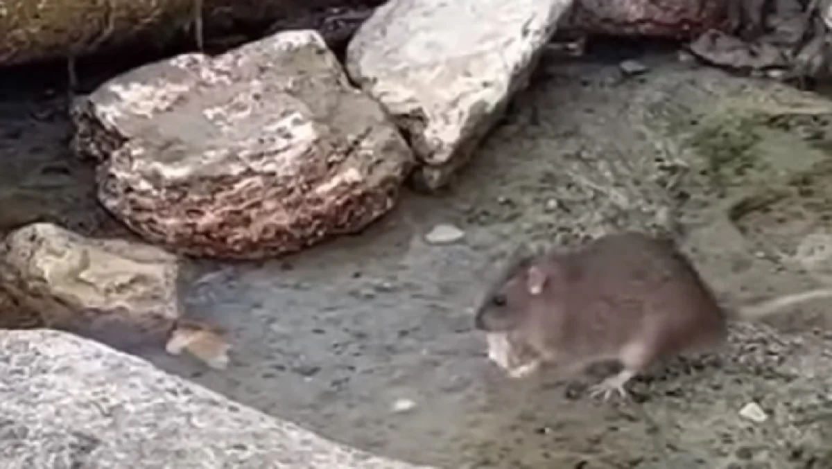 Кадр с видеоролика