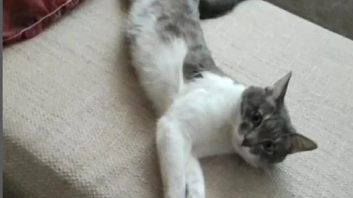 Погибший кот. Его звали Максик