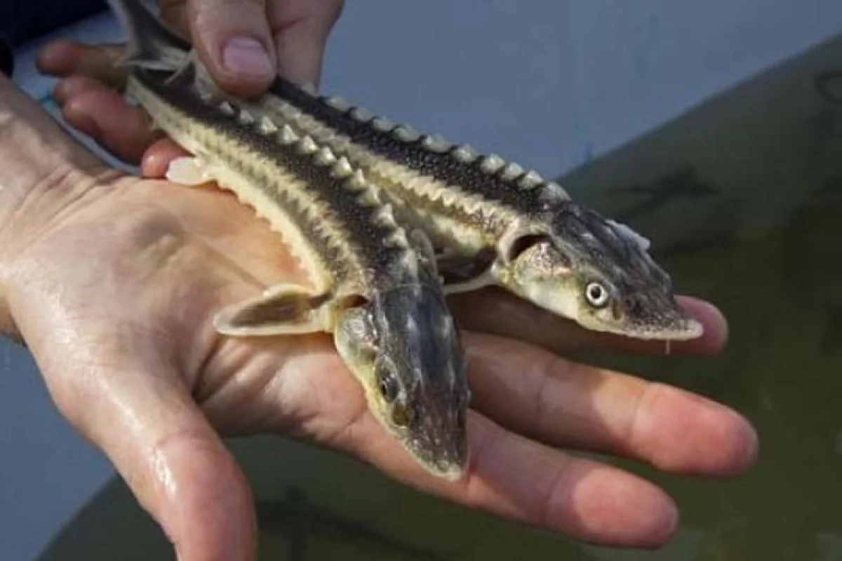 Иллюстративное фото из открытых источников