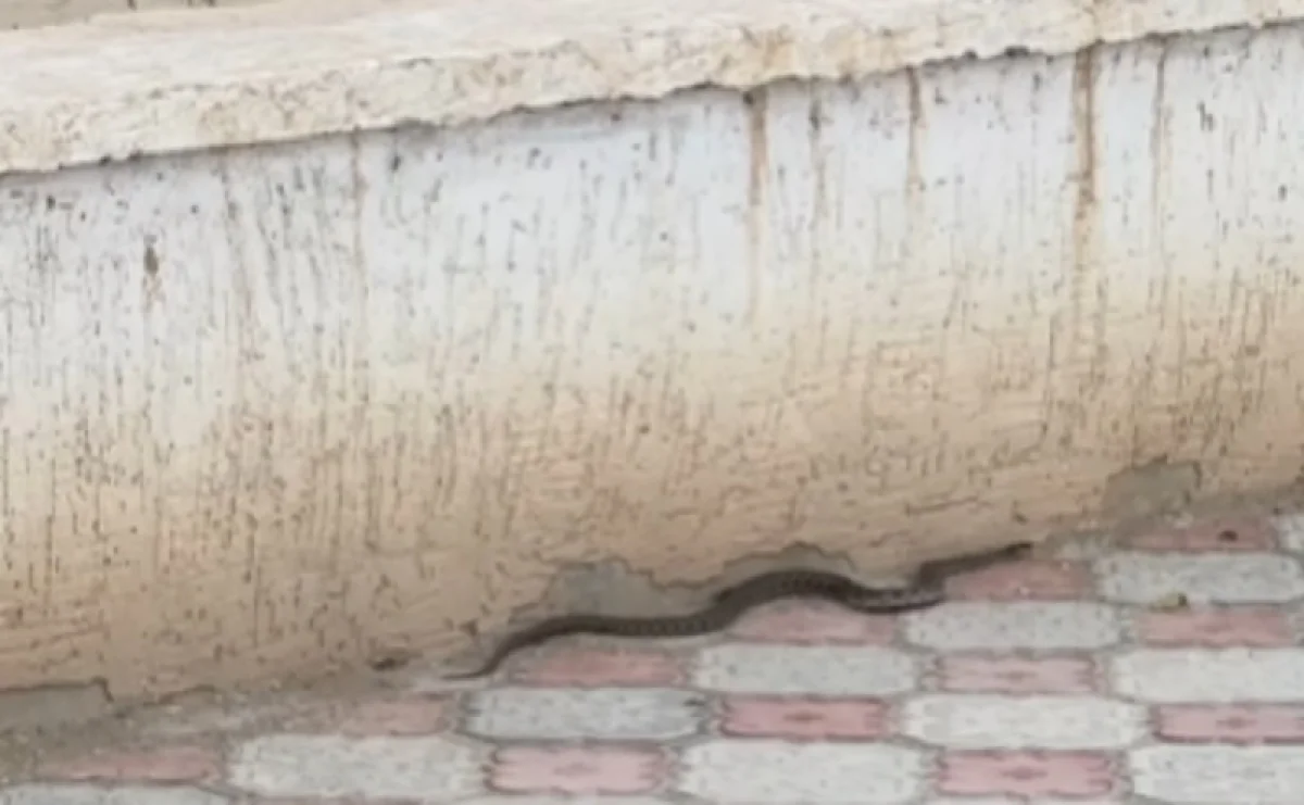 Кадр видеоролика