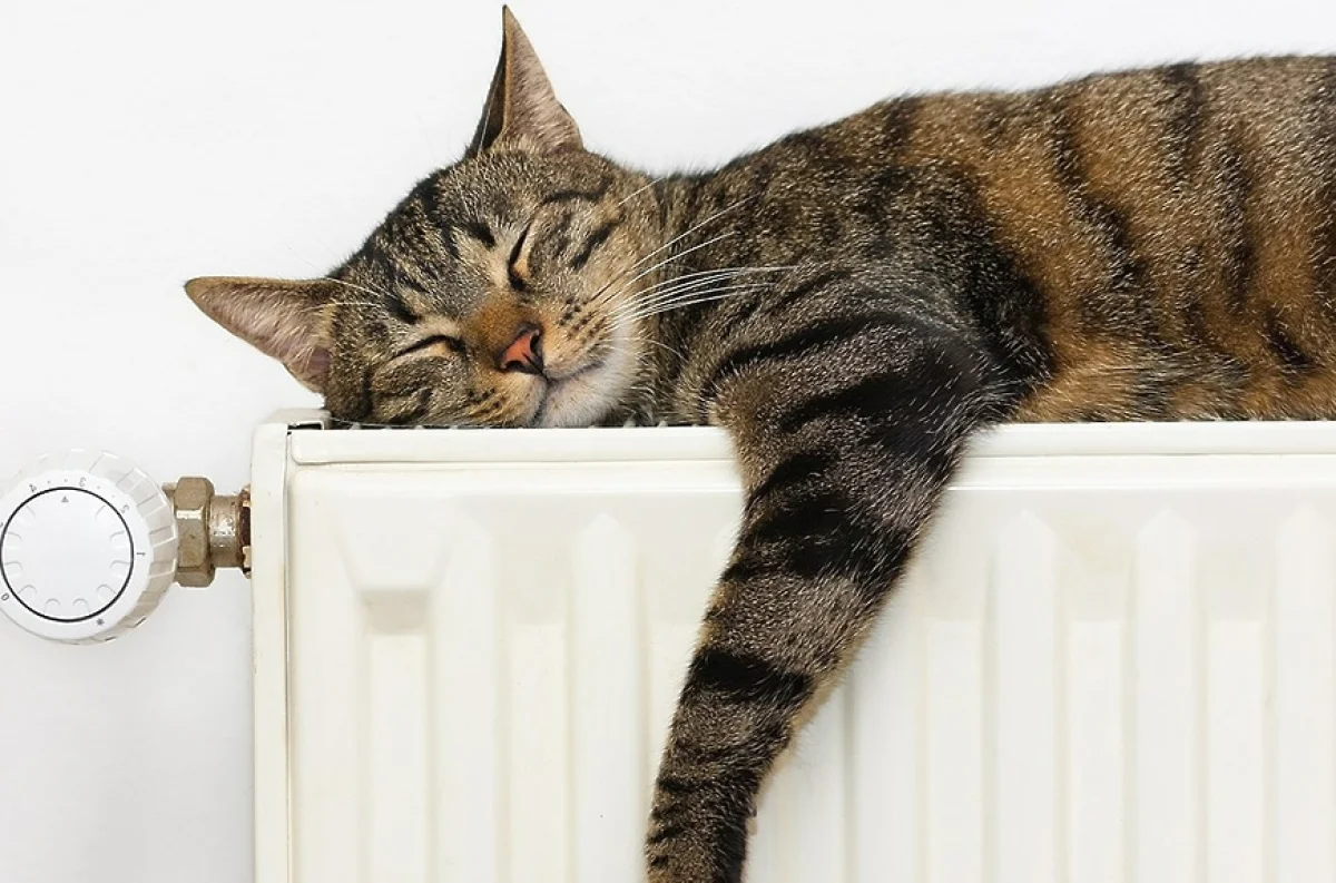 Фото с сайта naukograd-dubna.ru