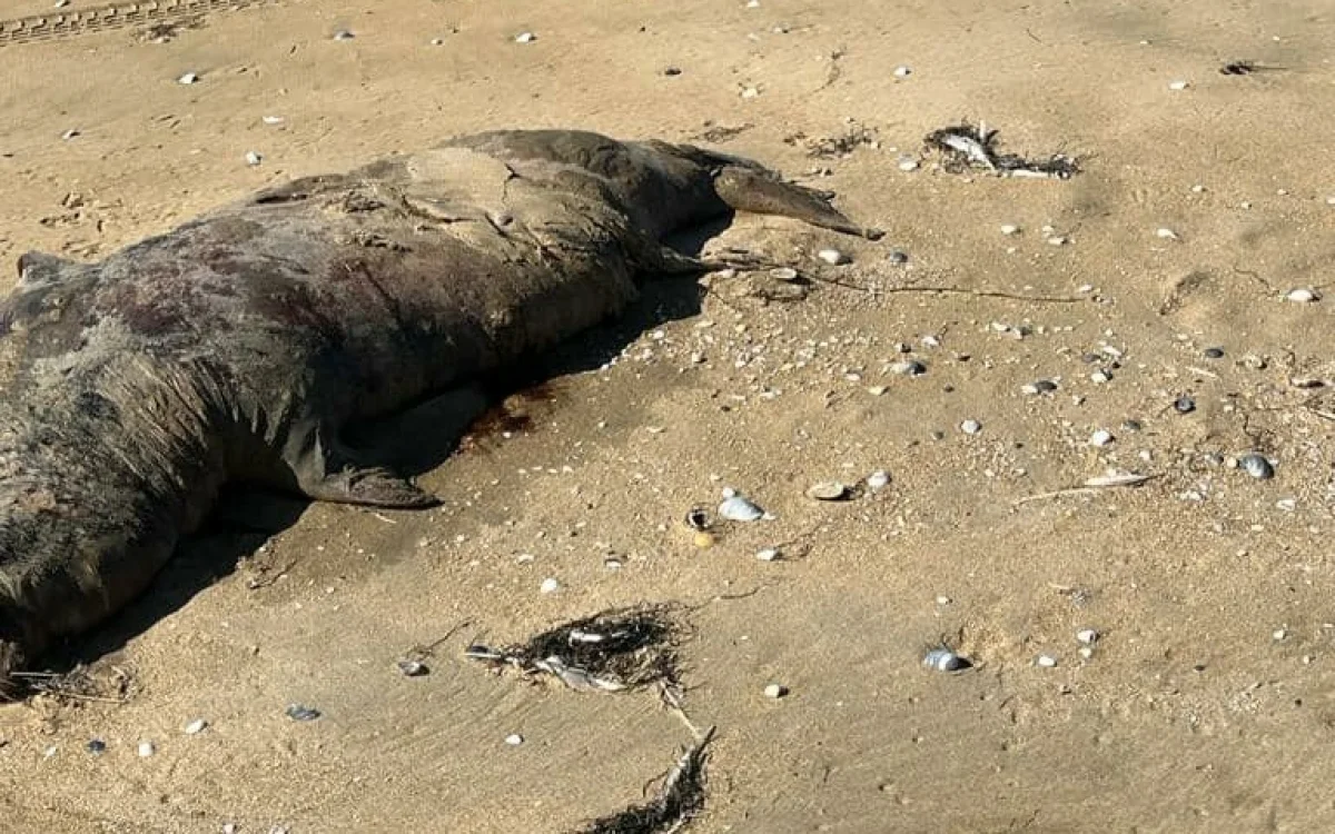 Фото предоставили в комитете рыбного хозяйства Министерства экологии и природных ресурсов РК