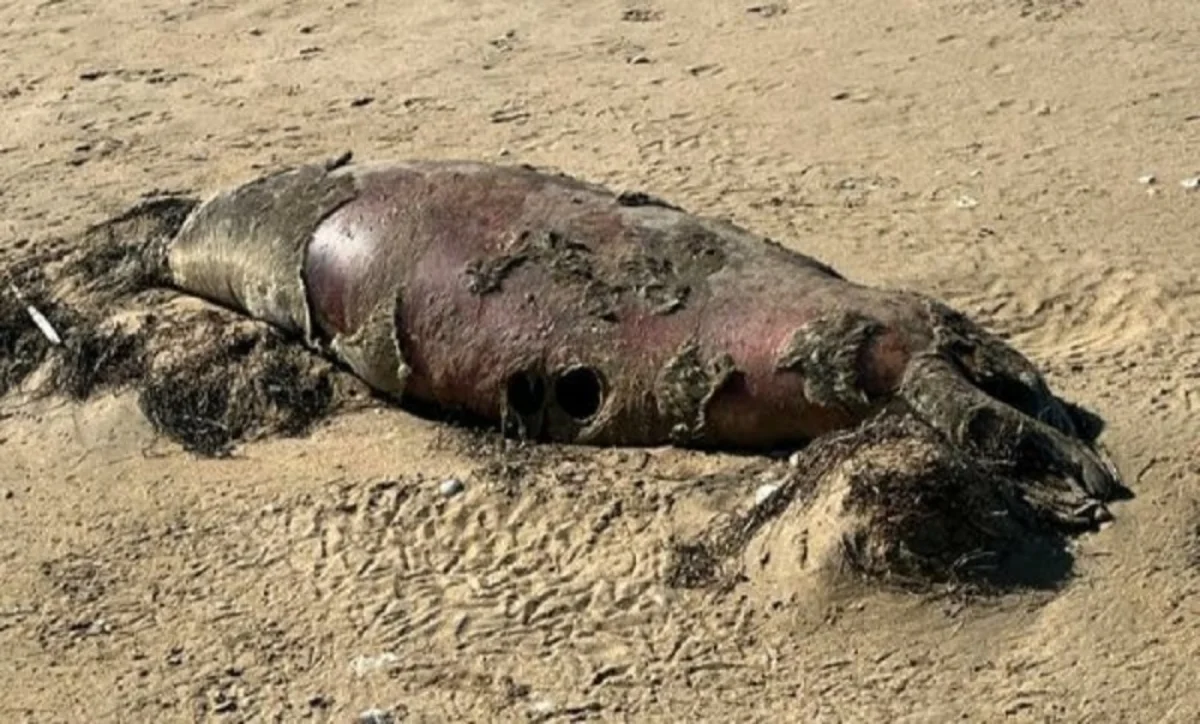 Фото предоставили в комитете рыбного хозяйства Министерства экологии и природных ресурсов РК