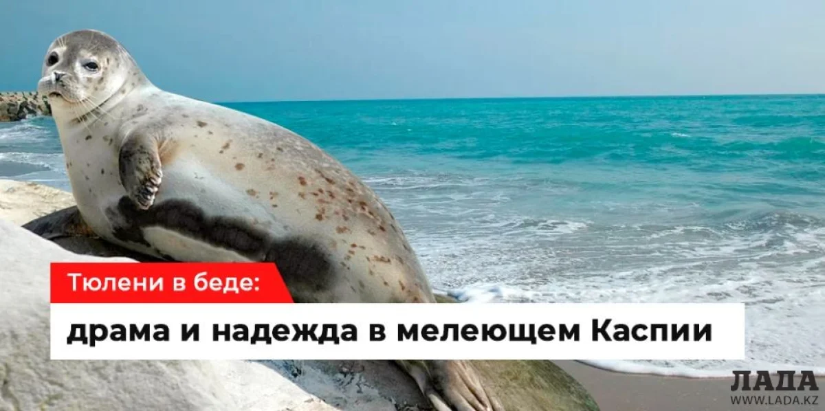 Коллаж Lada.kz