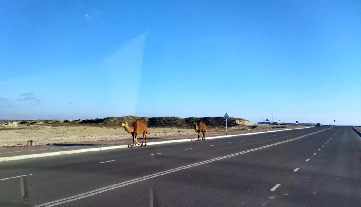 Фото местных автовладельцев