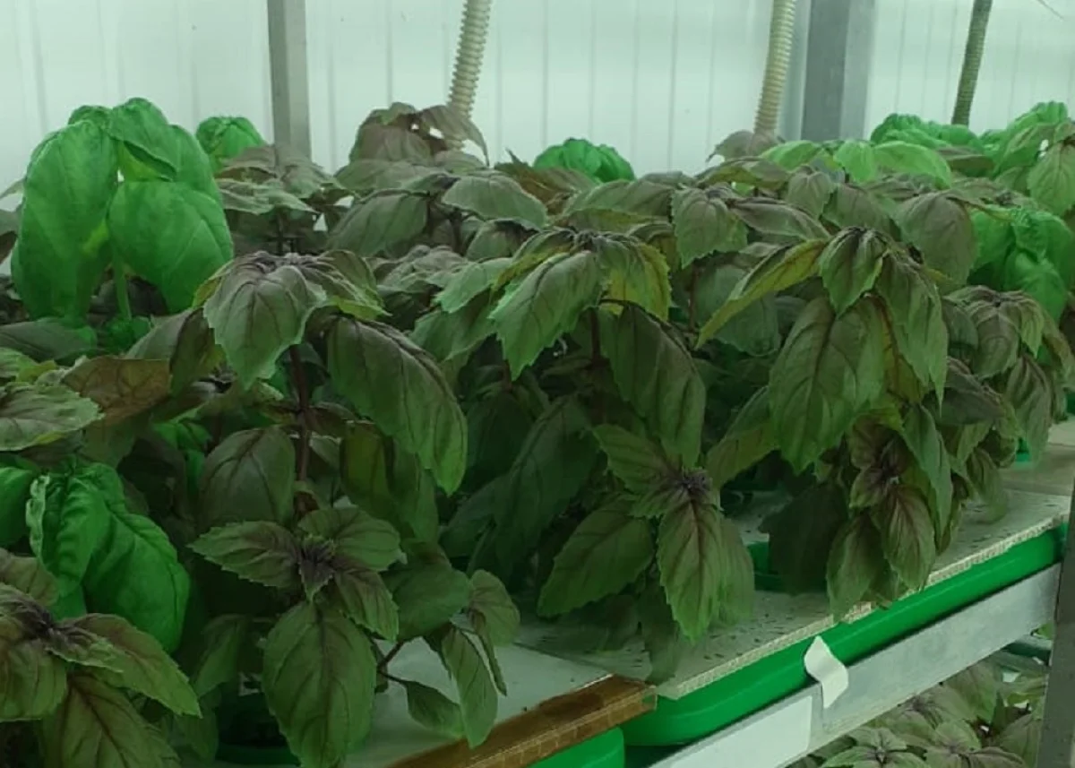 фото предпринимателя