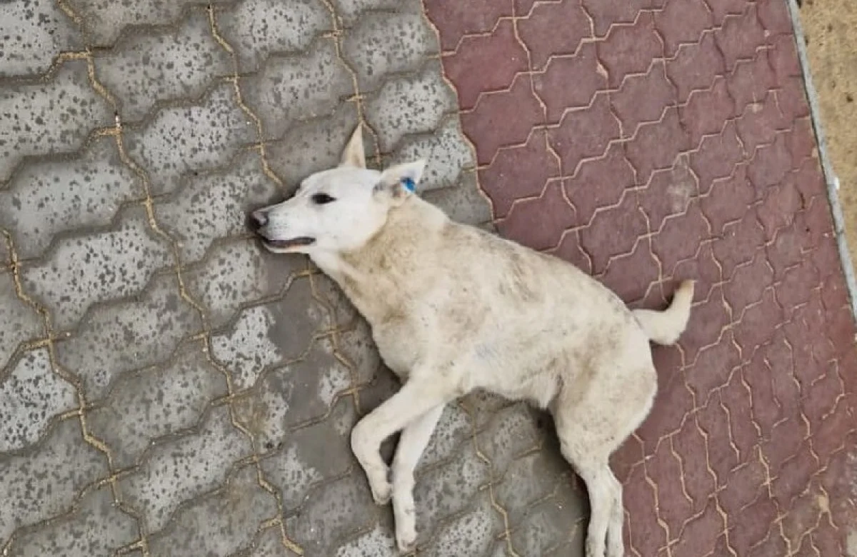 Фото со страницы фонда Umit Mangistau в Instagram