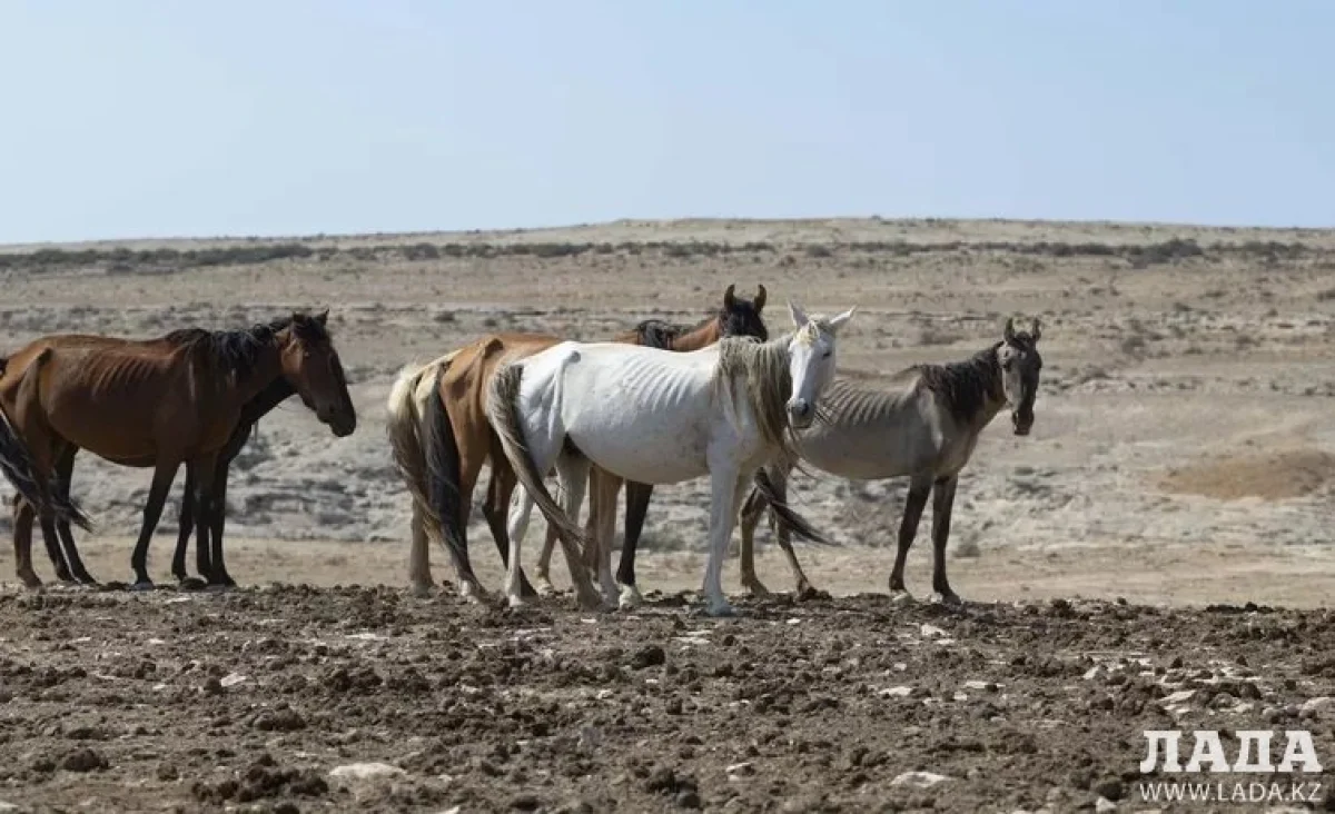 Иллюстративное фото из архива lada.kz