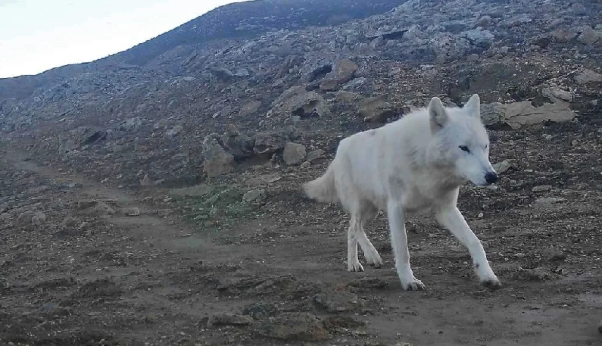 Фото белого волка с фотоловушки, установленной сотрудниками природного парка «Кызылсай»