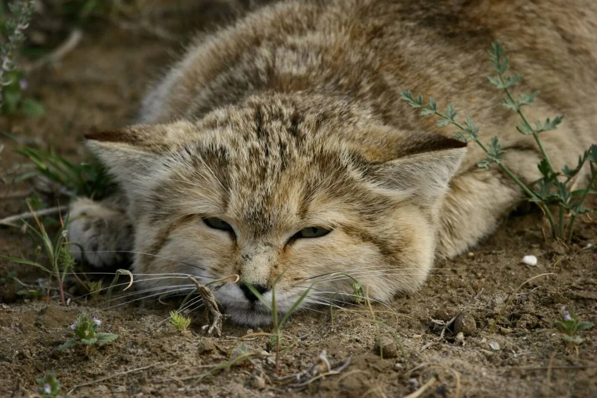 Снимки барханного кота были сделаны в пустыне Кызылкум, в Узбекистане.