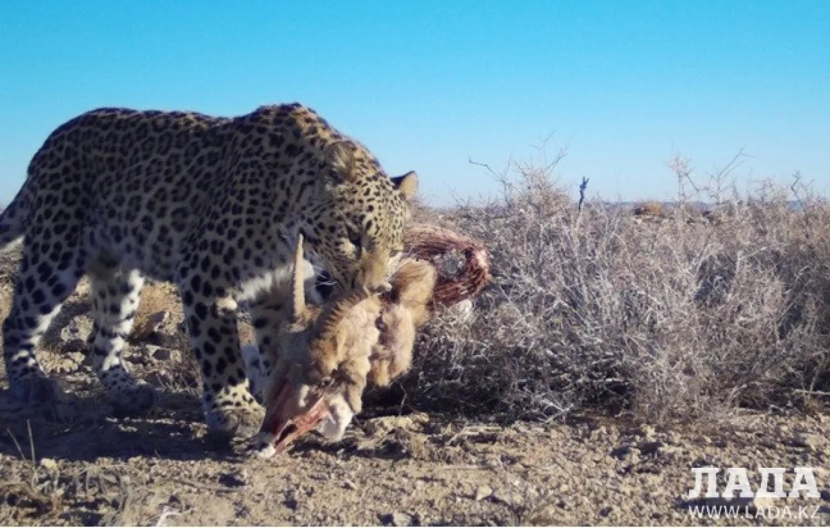 Леопард Тау-Шери на территории Устюртского заповедника, ноябрь 2018 год. Фото с фотоловушки.