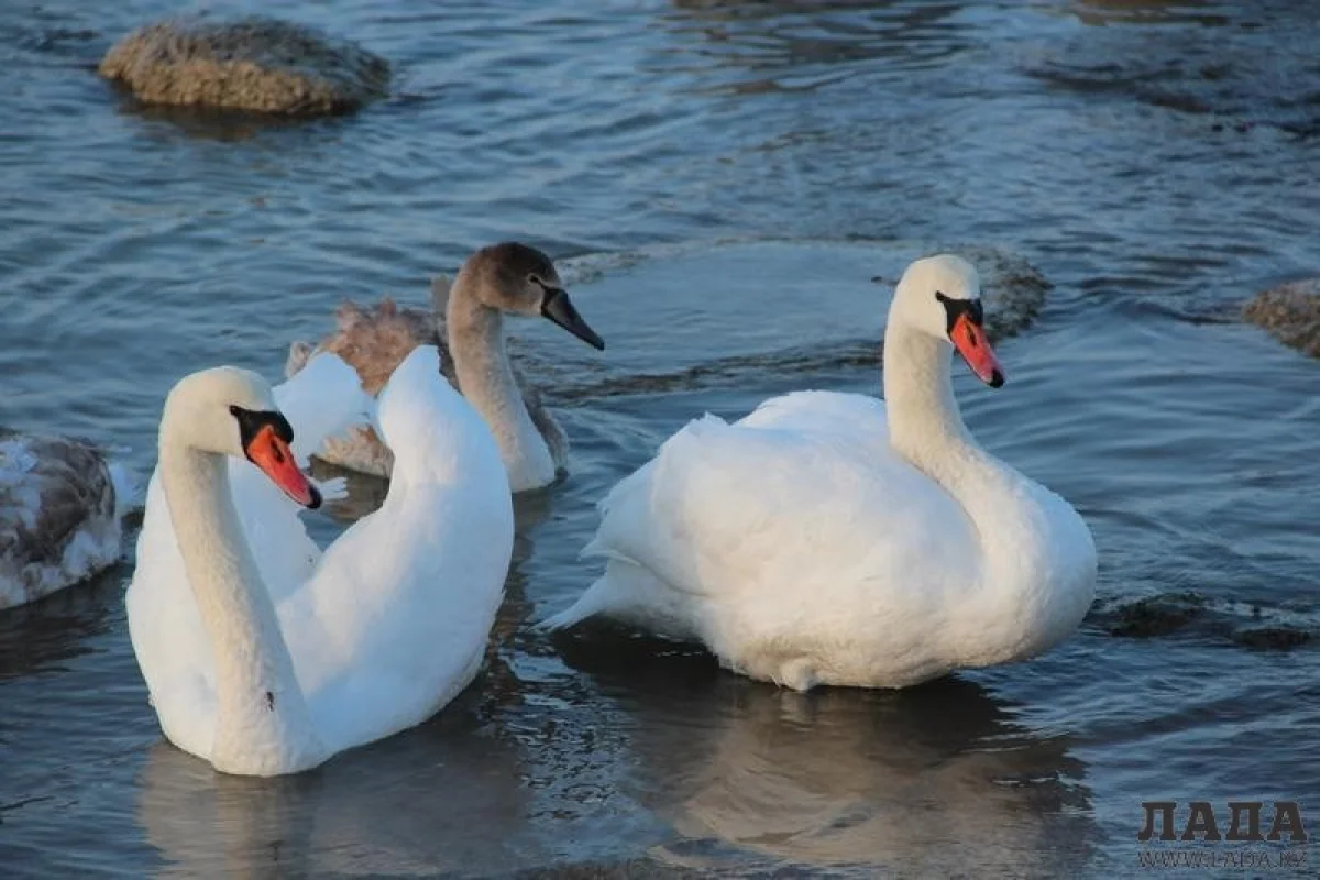 Фото из архива Lada.kz