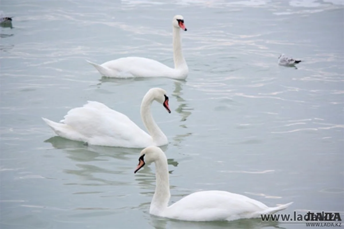 Фото из архива Lada.kz