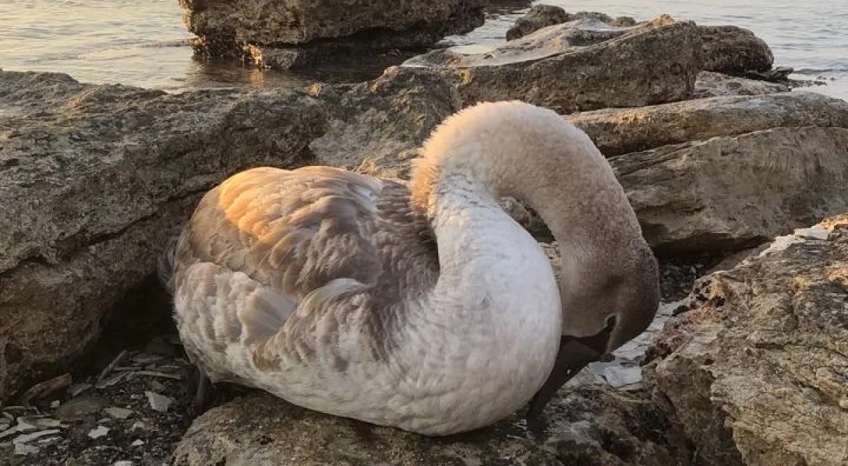 Фото из архива Lada.kz