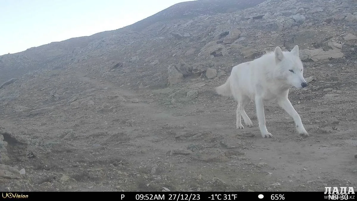 _снимок из фотоловушек. Фото предоставил М.Каратауов