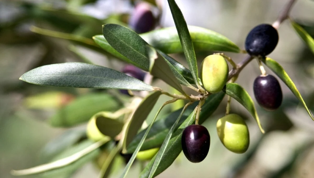 Иллюстративное фото с сайта dzeninfra.ru