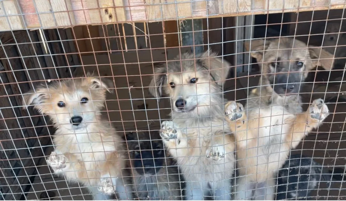 Иллюстративное фото из архива lada.kz