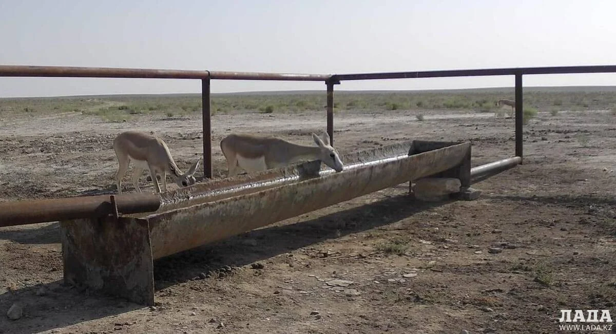 Снимки с фотоловушки у водопоя. Фото предоставил М.Каратауов