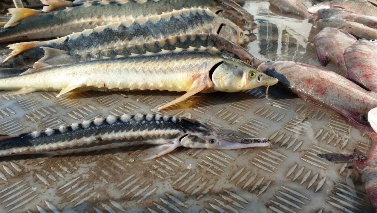 Иллюстративное фото из архива lada.kz