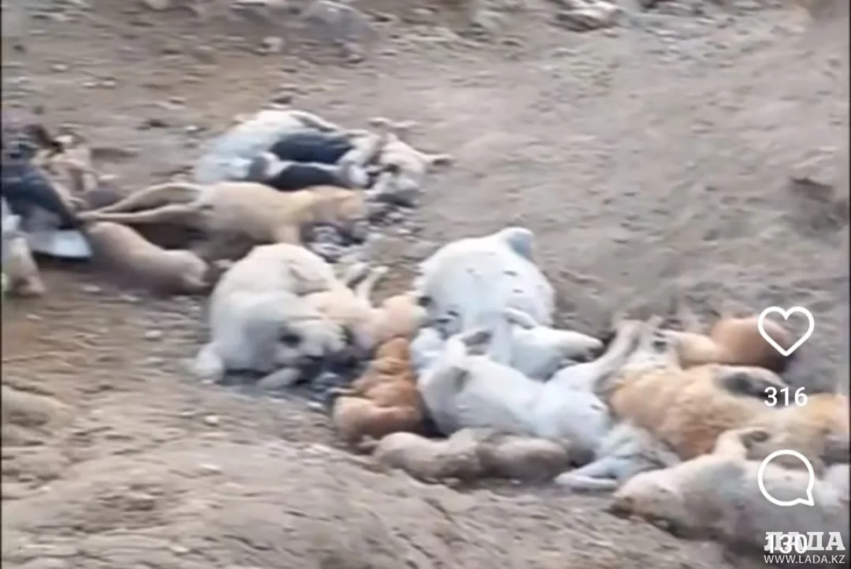 стоп кадр из видео