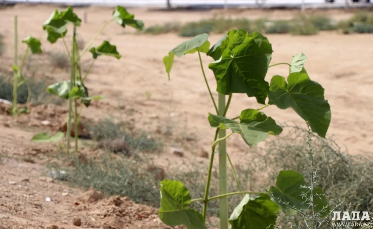 Фото из архива Lada.kz