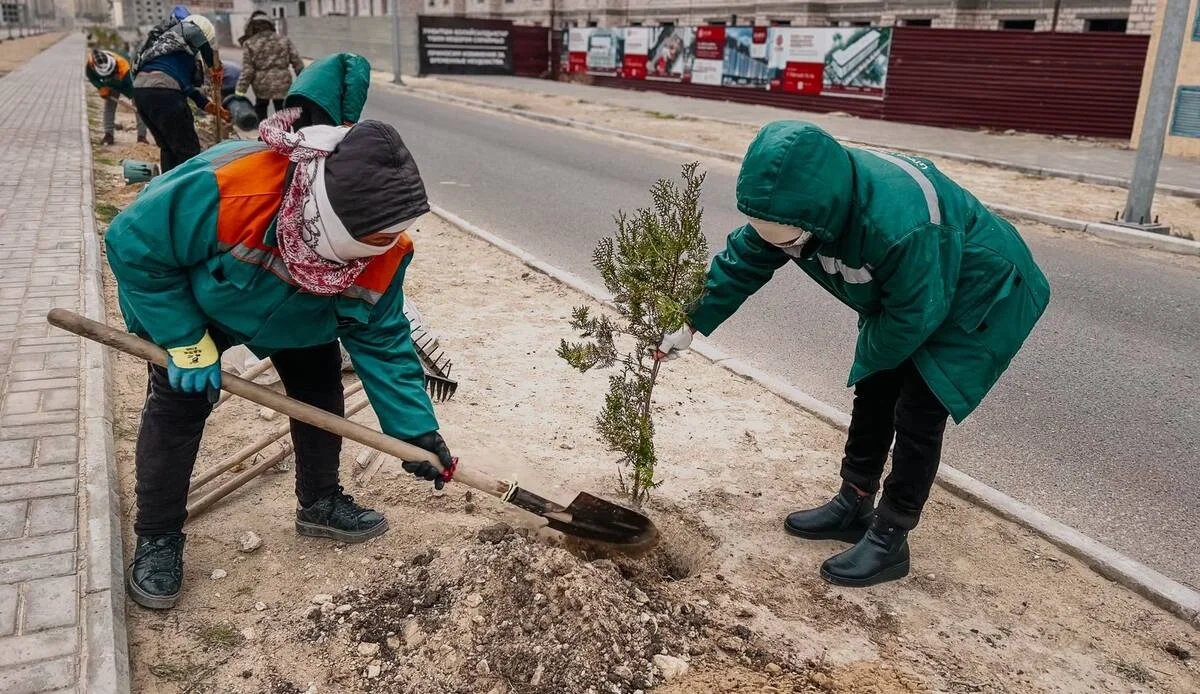 Посадка деревьев в 2023 году