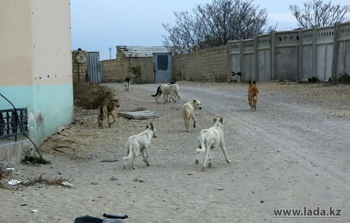 Фото из архива Лады