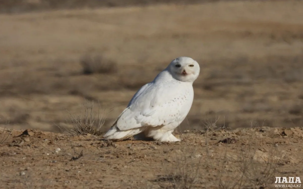 Редкое фото сделали сотрудники заказника. Фото предоставил М.Каратауов