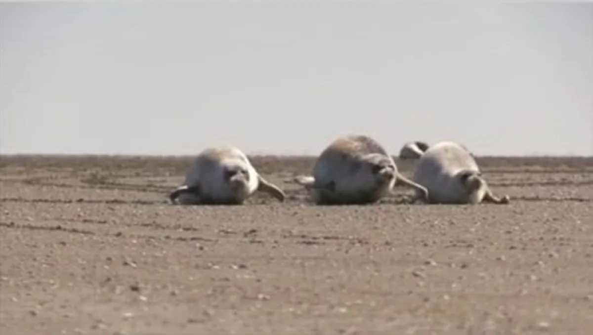 Кадр из видео